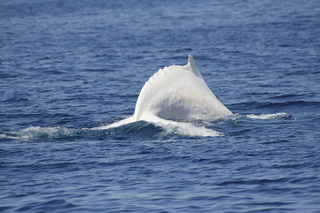 Illustration for article titled These rare photos of Migaloo the albino humpback whale are astonishing